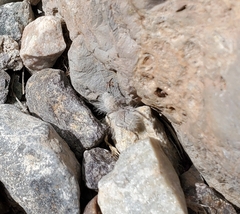 Dasymutilla pseudopappus