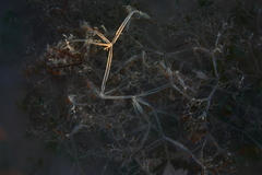 Amathia verticillata