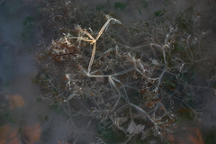 Amathia verticillata