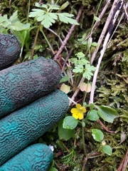 Erythranthe alsinoides