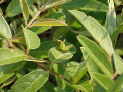 Dichromorpha elegans