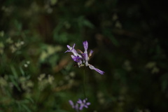 Dichelostemma multiflorum