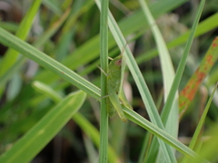 Dichromorpha elegans