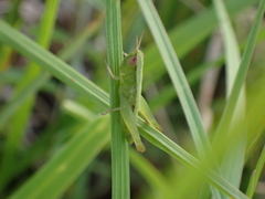 Dichromorpha elegans