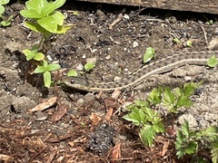Thamnophis elegans vagrans