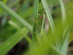 Dichromorpha elegans