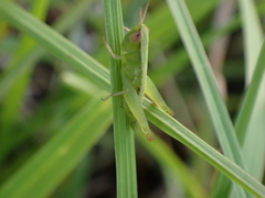 Dichromorpha elegans