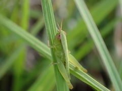 Dichromorpha elegans
