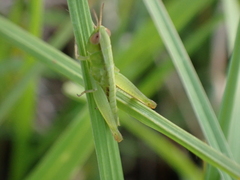 Dichromorpha elegans