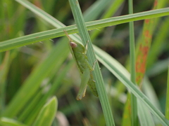Dichromorpha elegans