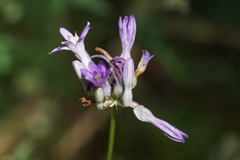 Dichelostemma multiflorum