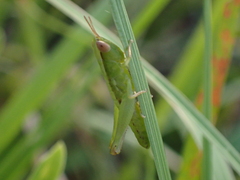Dichromorpha elegans