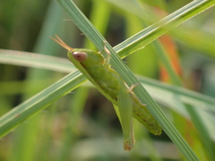 Dichromorpha elegans