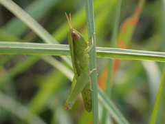 Dichromorpha elegans
