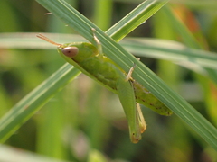 Dichromorpha elegans