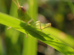 Dichromorpha elegans