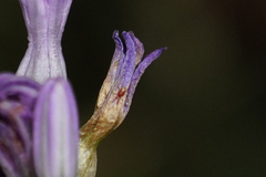 Dichelostemma multiflorum