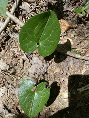 Hexastylis shuttleworthii
