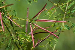 Desmanthus pernambucanus