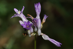 Dichelostemma multiflorum
