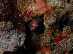 Gymnothorax zonipectis