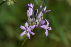 Dichelostemma multiflorum