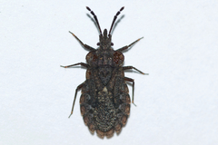 Aradus inornatus