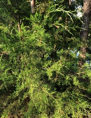 Juniperus virginiana virginiana