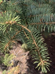 Picea glauca