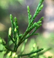 Juniperus virginiana virginiana