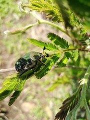 Euphoria westermanni