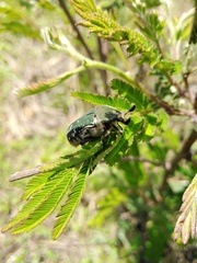 Euphoria westermanni