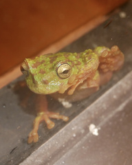 Plectrohyla