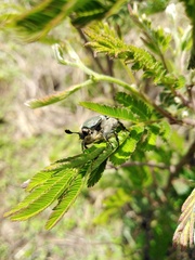 Euphoria westermanni