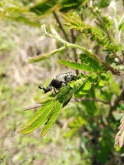 Euphoria westermanni