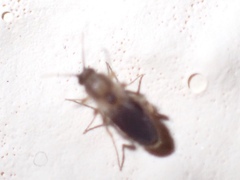 Forcipomyiinae
