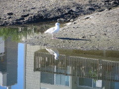 Larus glaucescens × occidentalis