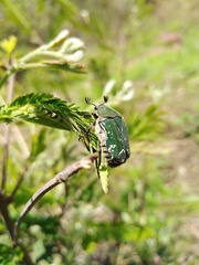 Euphoria westermanni