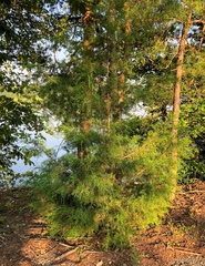 Juniperus virginiana virginiana