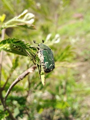 Euphoria westermanni