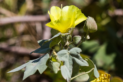 Gossypium tomentosum