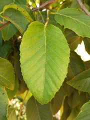 Nothofagus alessandrii