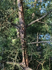 Juniperus virginiana virginiana