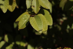 Nothofagus alessandrii