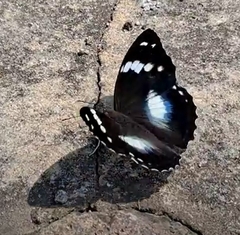 Mimathyma schrenckii