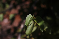 Nothofagus alessandrii