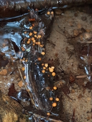 Vibrissea truncorum