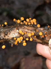 Vibrissea truncorum