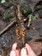 Vibrissea truncorum