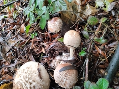 Macrolepiota bonaerensis